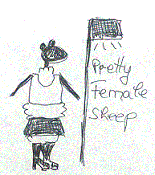 Bild: pretty female sheep